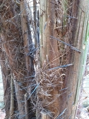 Acrocomia aculeata
