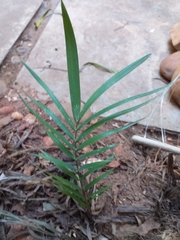 Acrocomia aculeata