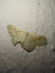 Idaea rubraria