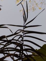 Acrocomia aculeata
