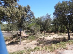 Phillyrea angustifolia