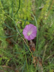 Ipomoea capillacea