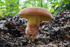 Boletus speciosus