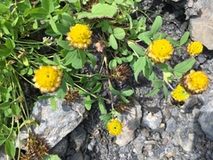 Trifolium badium