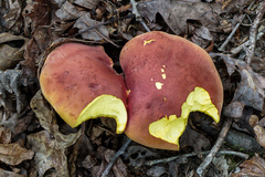 Boletus speciosus