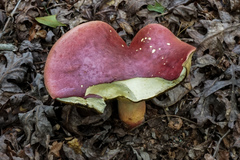 Boletus speciosus