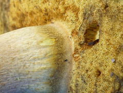 Boletus speciosus