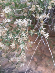 Perityle congesta