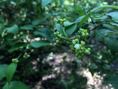 Varronia polycephala