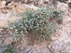Perityle congesta