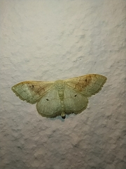 Idaea rubraria