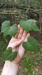 Vitis palmata