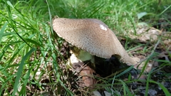 Agaricus augustus