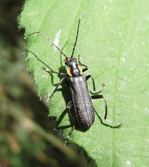 Cantharis obscura