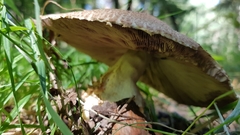 Agaricus augustus