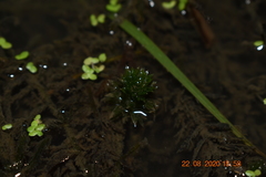 Hydrilla verticillata