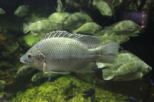 Mozambique Tilapia