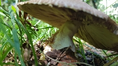 Agaricus augustus