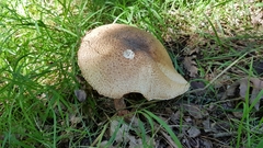 Agaricus augustus