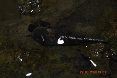 Thiaridae