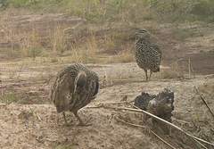 Pternistis bicalcaratus