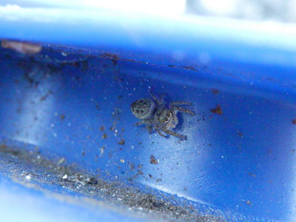 Bronze Jumping Spider in July 2017 by tiskolin. Medium sized jumping