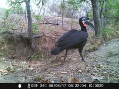 Bucorvus abyssinicus