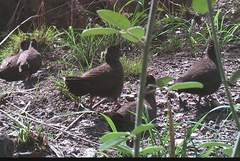 Ptilopachus petrosus