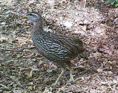 Pternistis bicalcaratus