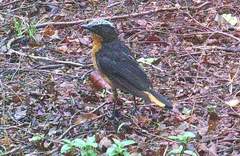 Cossypha albicapillus