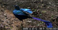 Lamprotornis caudatus