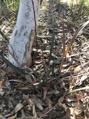 Dianella prunina