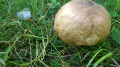 Leccinum scabrum