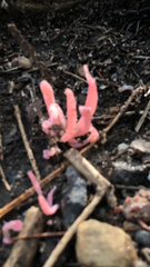 Clavaria rosea