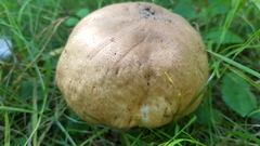 Leccinum scabrum