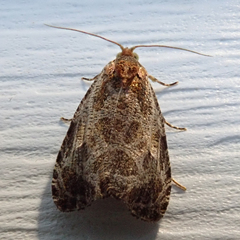 Olethreutes inornatana