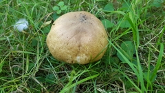 Leccinum scabrum