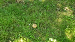 Leccinum scabrum