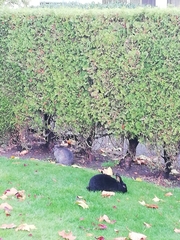 Oryctolagus cuniculus