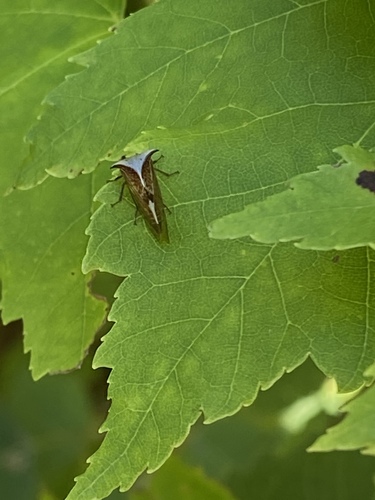 Stictocephala albescens