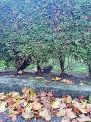 Oryctolagus cuniculus