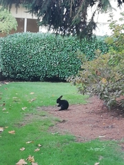 Oryctolagus cuniculus