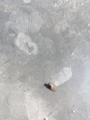 Pseudotephritina