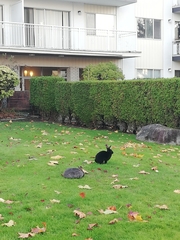 Oryctolagus cuniculus