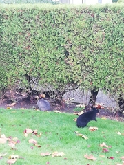 Oryctolagus cuniculus