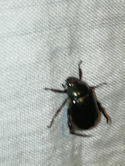 Paranomala cincta