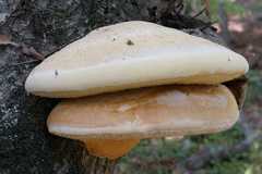 Pseudospongipellis unicolor