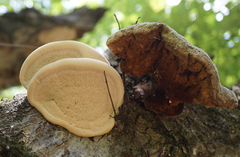 Pseudospongipellis unicolor