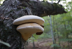 Pseudospongipellis unicolor