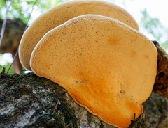 Pseudospongipellis unicolor